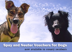 Spay and Neuter Vouchers Now Available