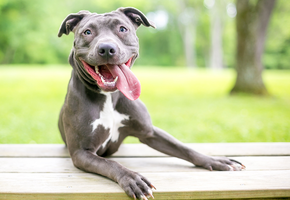 A happy blue and white Pit Bull Terrier mixed breed dog with its tongue hanging out
