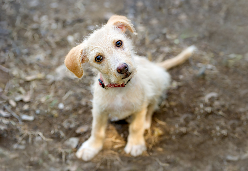 A Cute Puppy Dog Is Looking Up With A Confused Curious Look On His Face