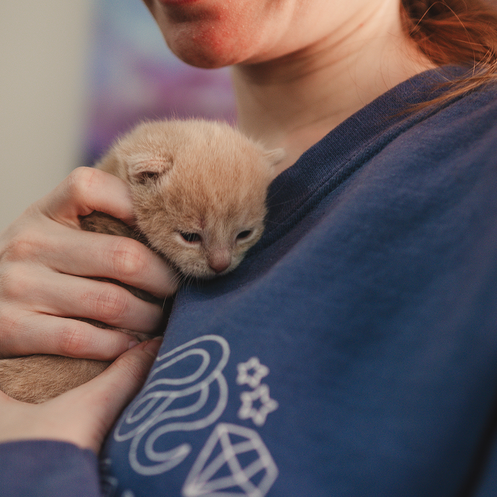 infant Kitten being held